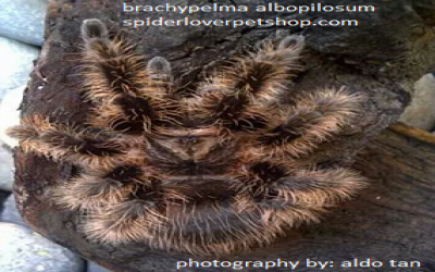 Albopilosum Honduran Juvie Unsex Tarantula
